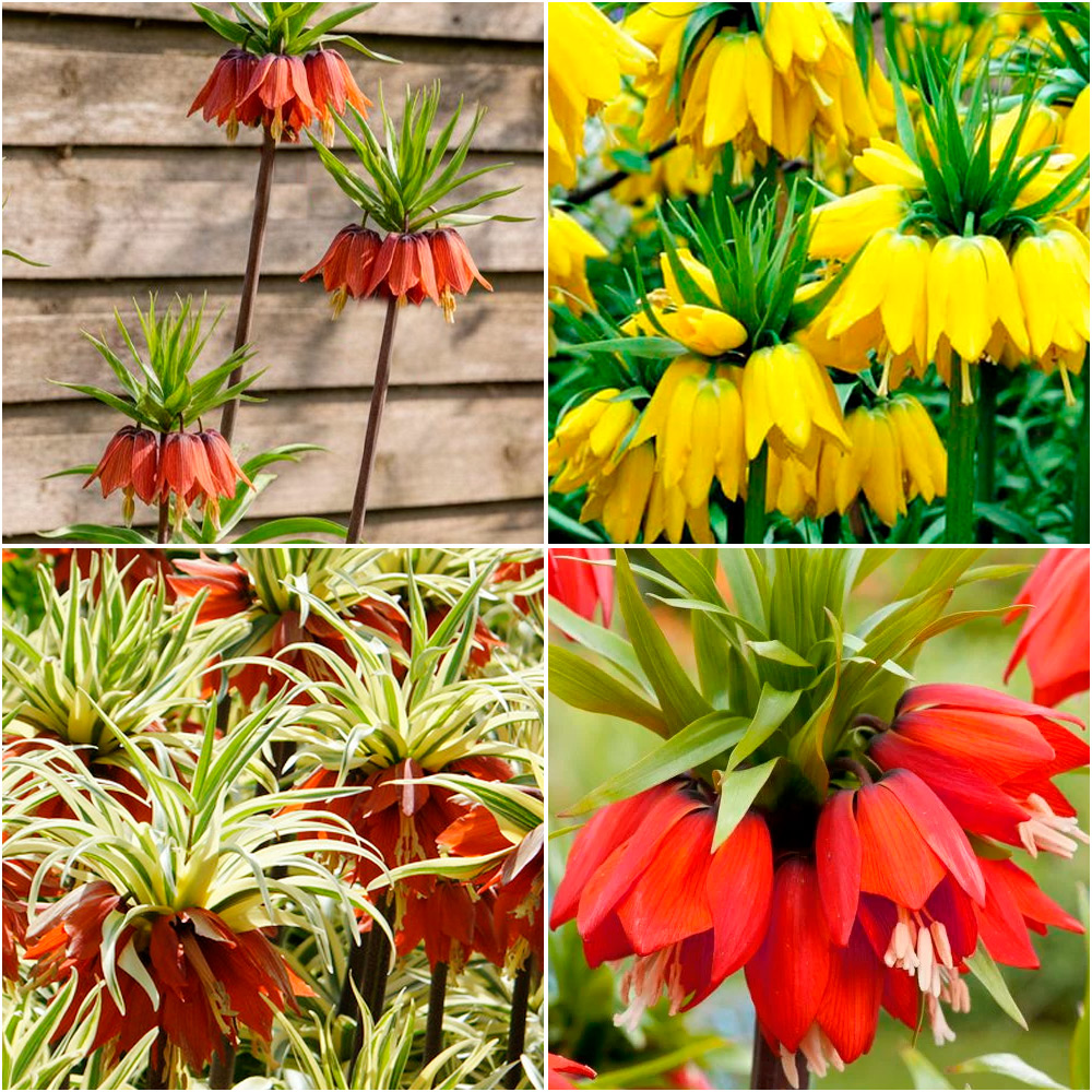 Сорта рябчика императорского